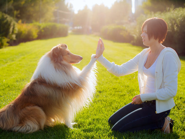 Love Your Dog Canine Training Center