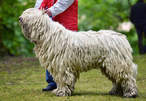 Nassau County Dog Training Komondor