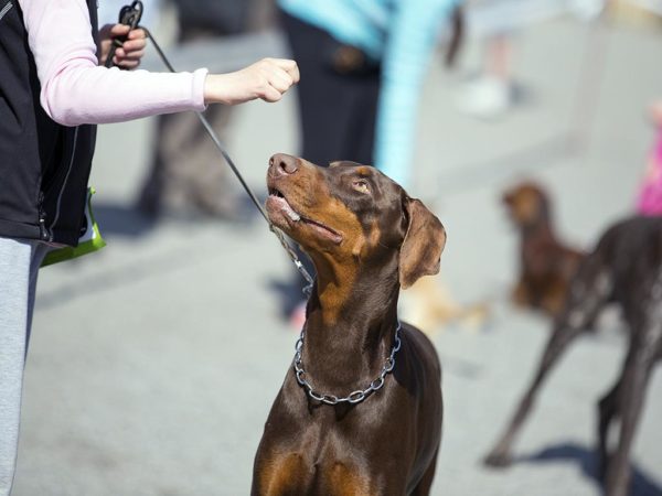 New York Dog Training Reasons