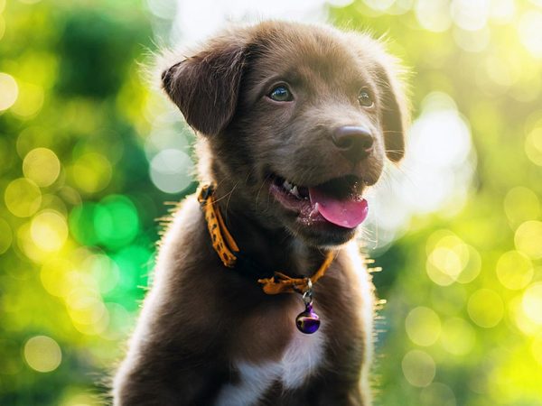 New York Puppy Training