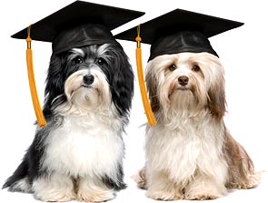 Obedience Training Graduate obedience training graduate