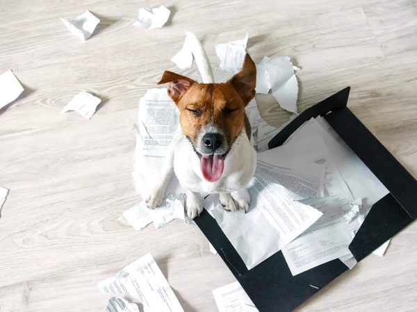 Plainview Dog Training Helps Pup Tearing Paper