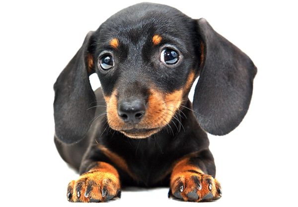 Pre Purchase Puppy Questions Dachshund