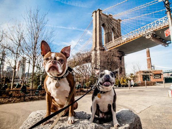Professional New York Dog Training Brooklyn Bridge