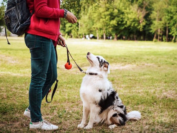 Professional Plainview Dog Training Today