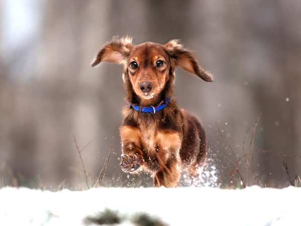 Puppy Hicksville Dog Training Dog Snow