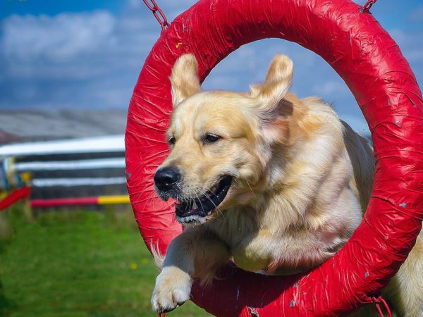 Quality Dog Training On Long Island Obstacle