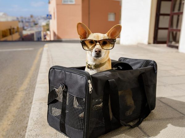 Safe Dog Travel Holidays
