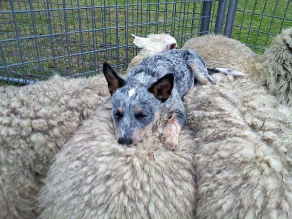 sleepdog1-cgrg