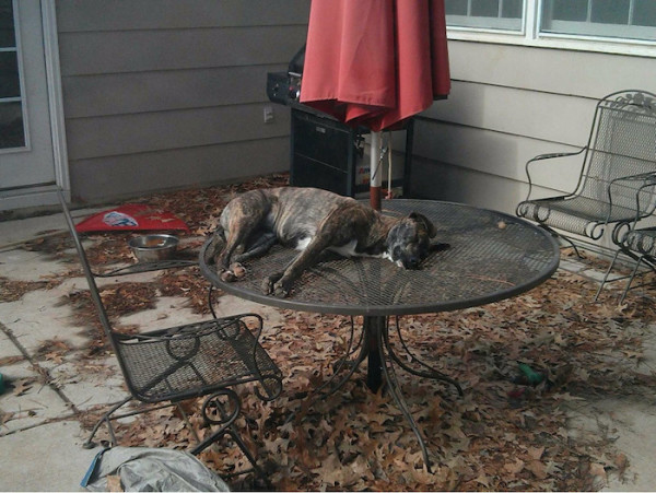 sleepdog9-EjkK