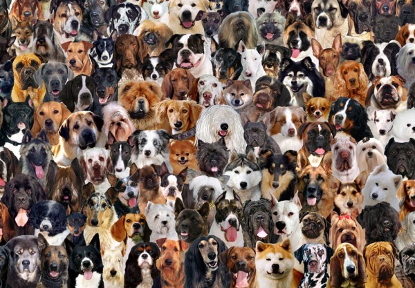 Dog Breeds, Why Are There So Many?