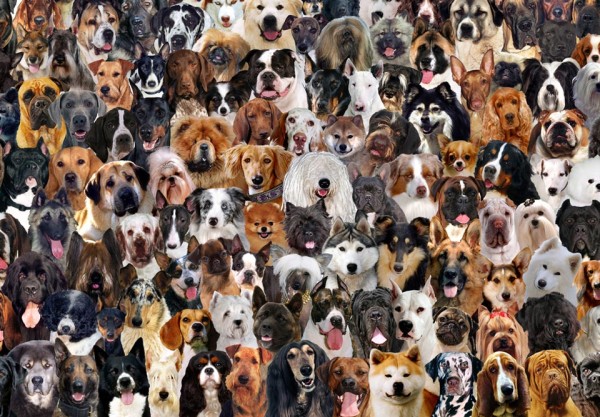 So Many Dog Breeds