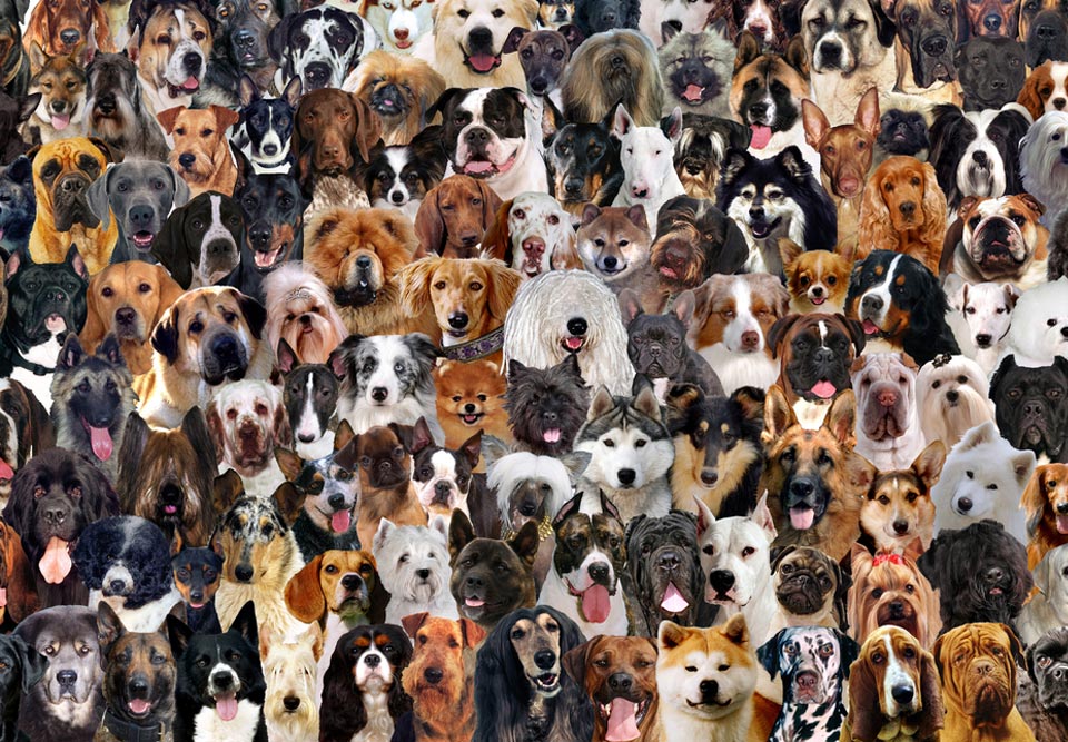 so-many-dog-breeds.jpg