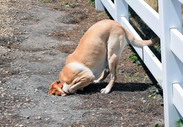 Socialization Dog Training Long Island Canine Chasing Squirrel