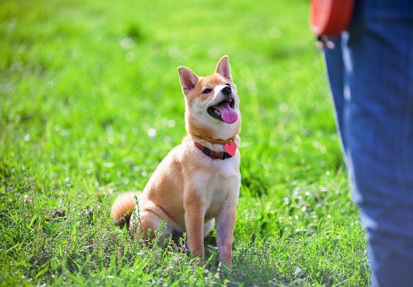 The Best Nassau County Dog Training In Action