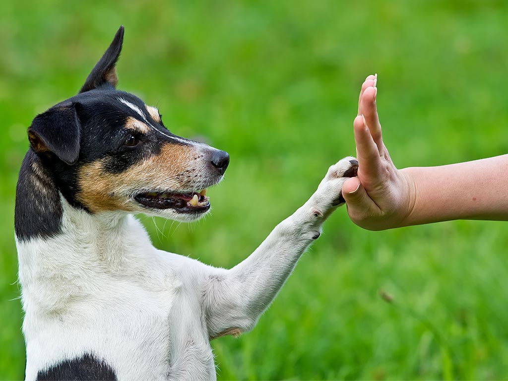 Three Fun Tricks to Teach Your Dog Three Fun Tricks to Teach Your Dog