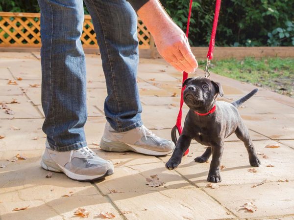 Top Long Island Dog Training Classes Benefits