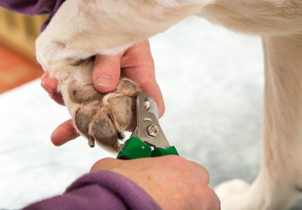 Trim Your Dogs Nails