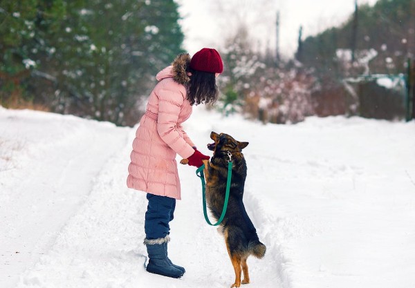 Winter Dog Training Classes 2016